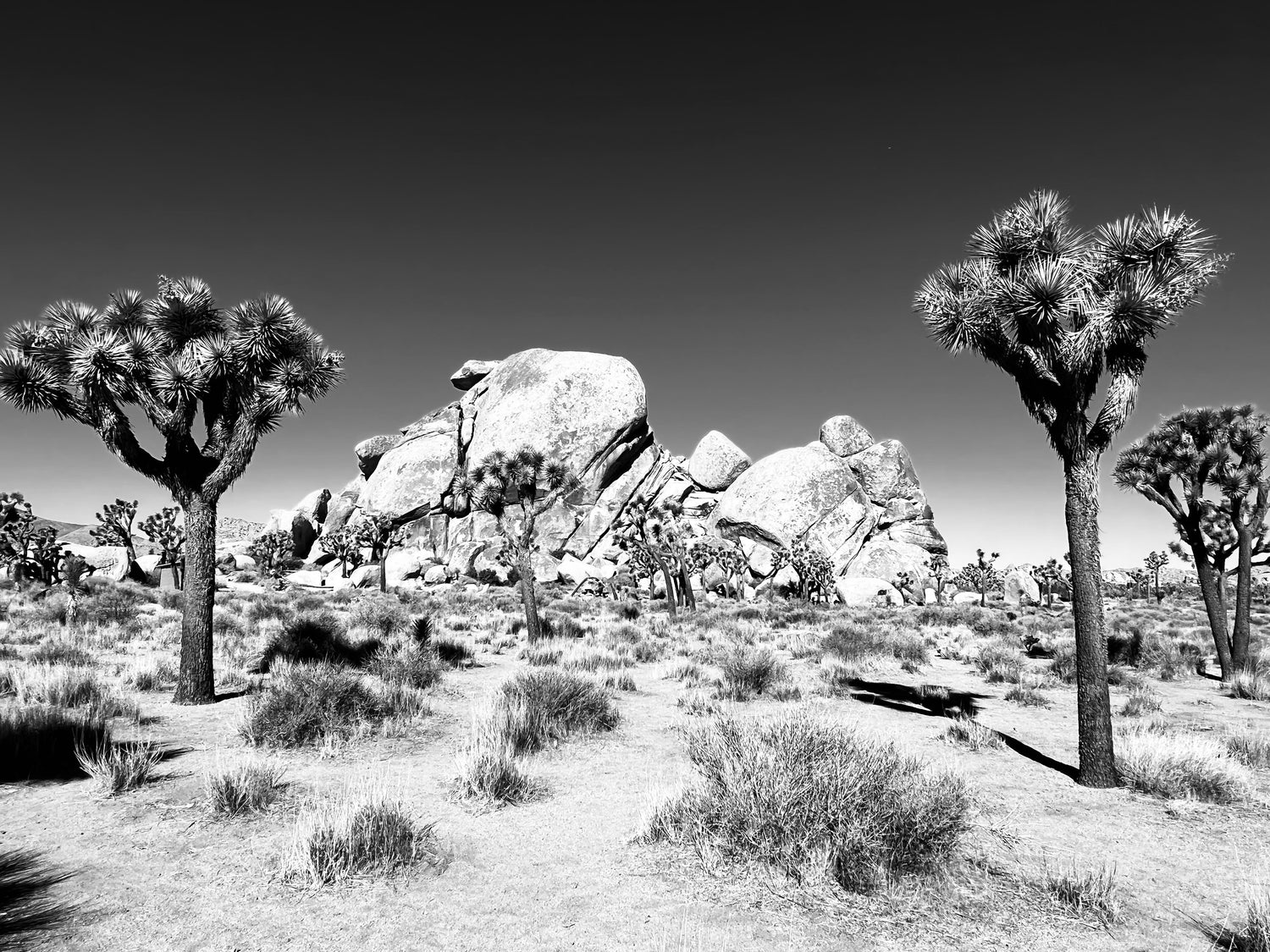 Joshua Tree